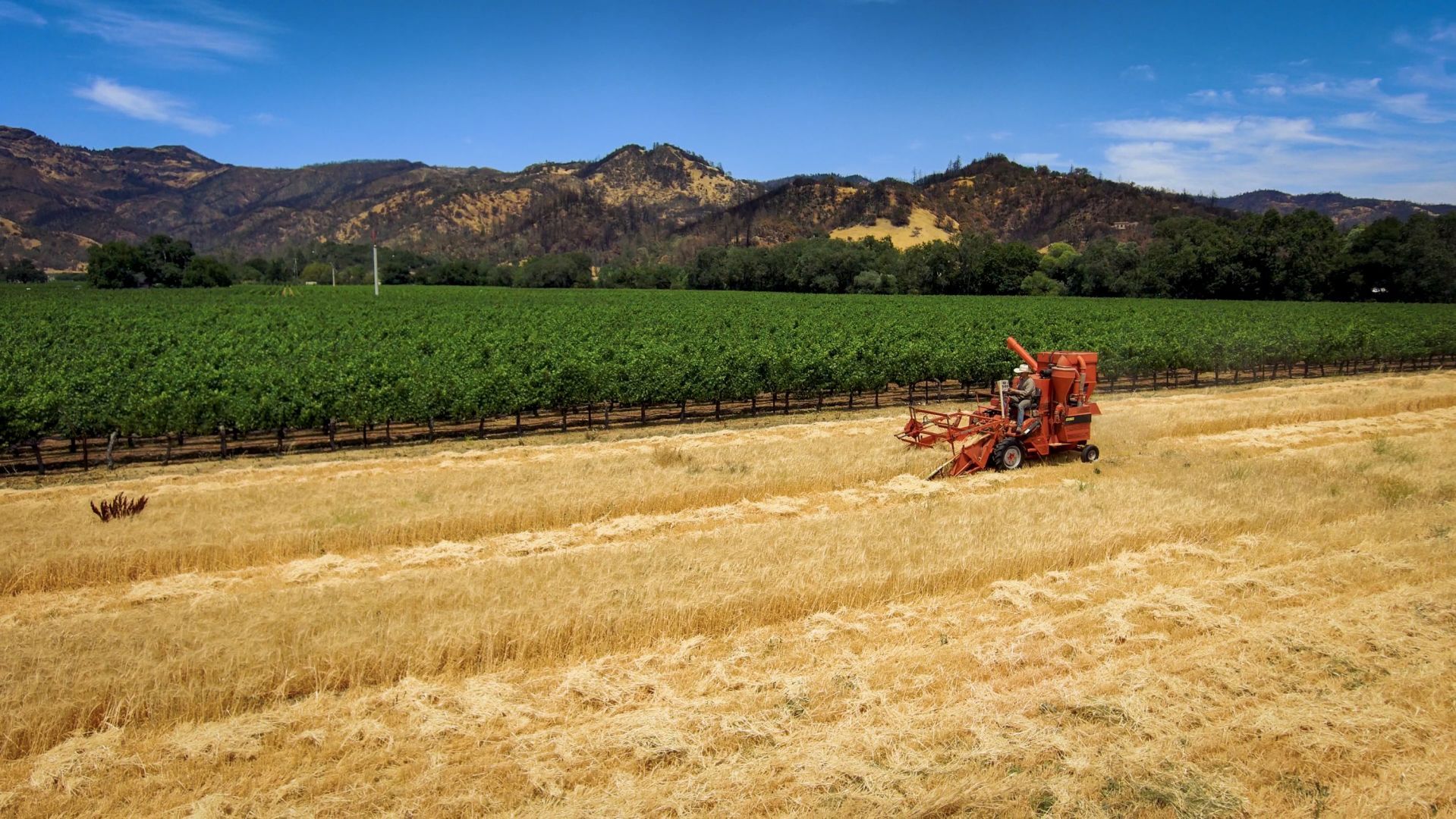 Napa Valley’s Heirloom Grain Harvest 2021